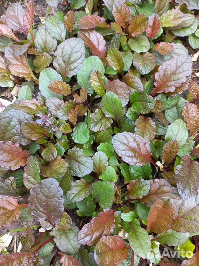 Почвопокровные растения