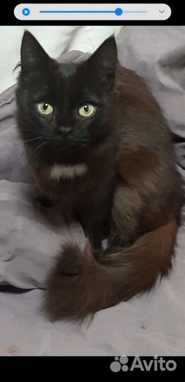 Кошка в дар