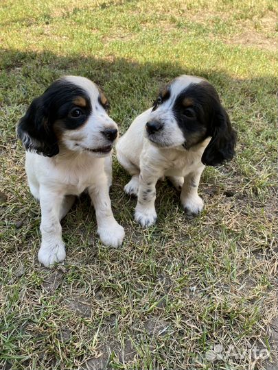 Щенки русского спаниеля