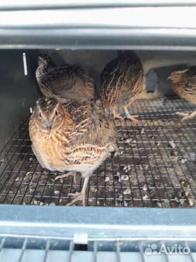 Перепела,фараоны