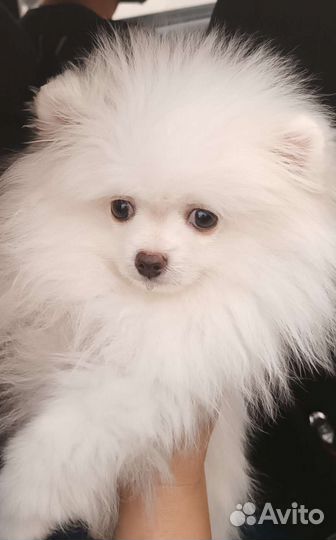 Померанский шпиц мини белый