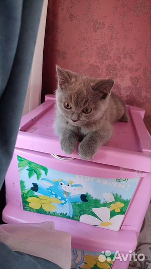 Британские котята