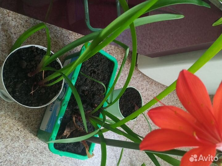 Валлота, луковичное растение