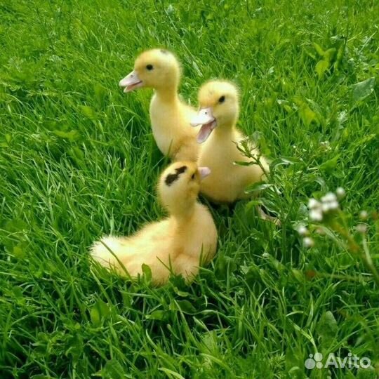 Утята муларды 10 дней