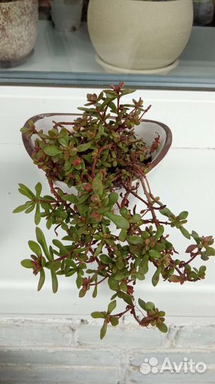 Суккуленты