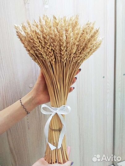 Сухоцветы колосья пшеницы