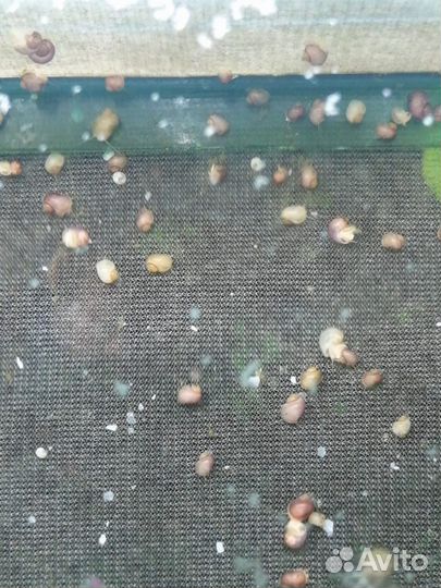 Улитки ампулярии для аквариума