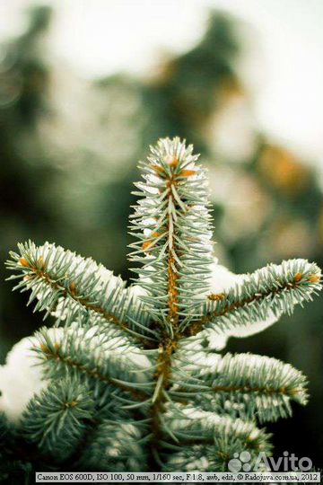 Зеркальный фотоаппарат canon 600d