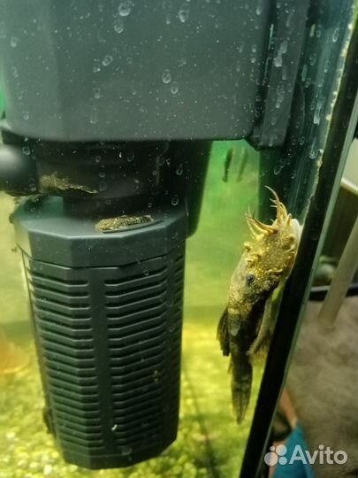 Продам сомиков