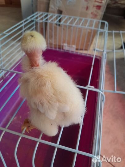 Куры, петухи