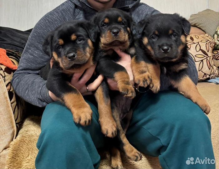 Щенки ротвейлера