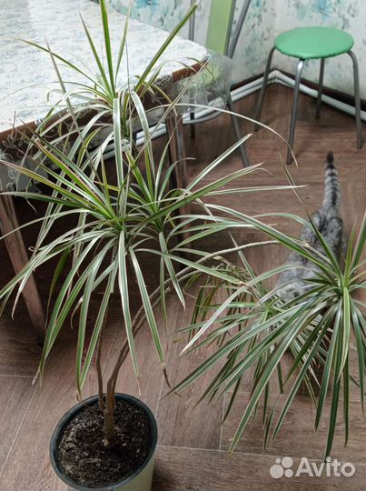 Пальма драцена