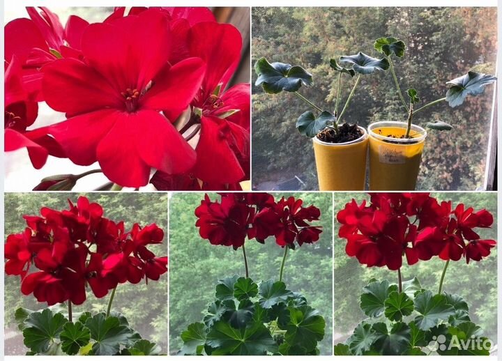 Сортовые пеларгонии