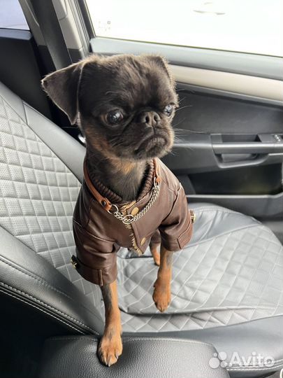 Пти брабансон вязка