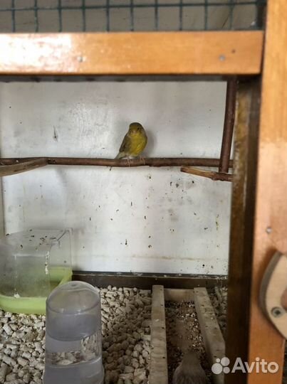 Продам канарееек глостер