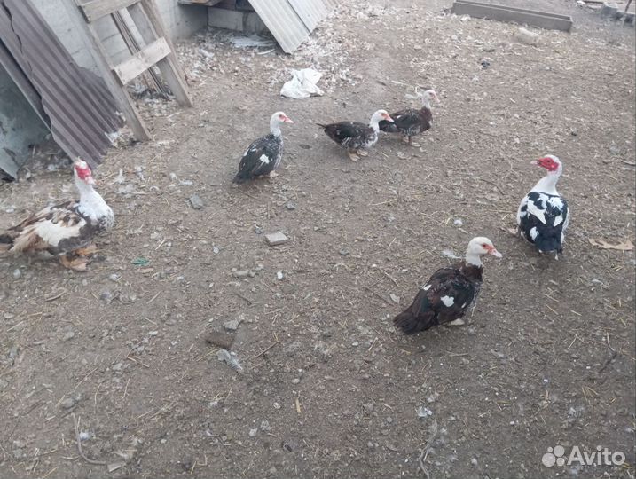 Мускусные утки