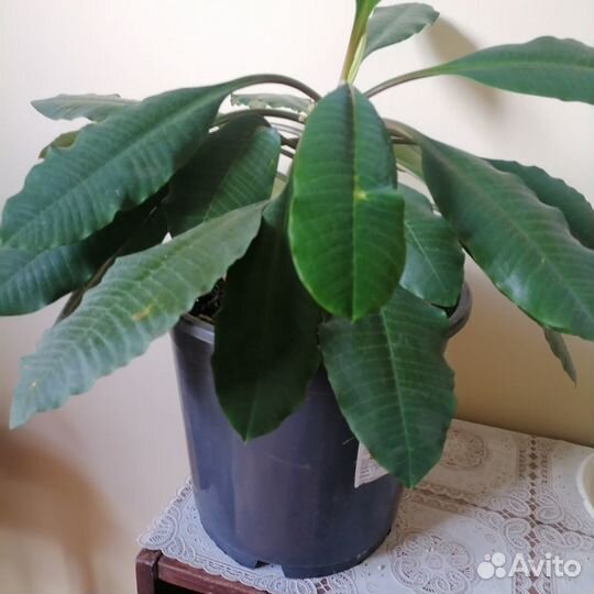 Комнатные цветы