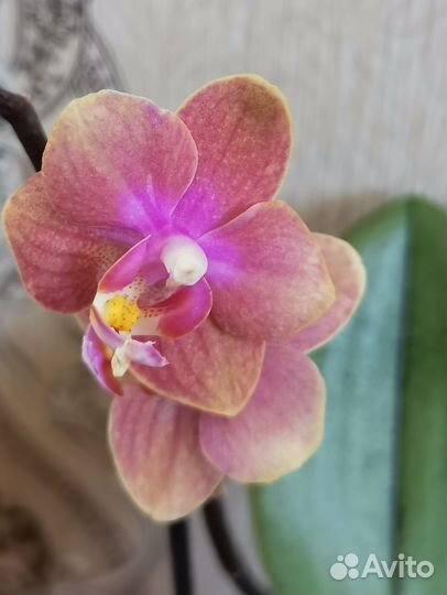 Орхидея фаленопсис цветущие
