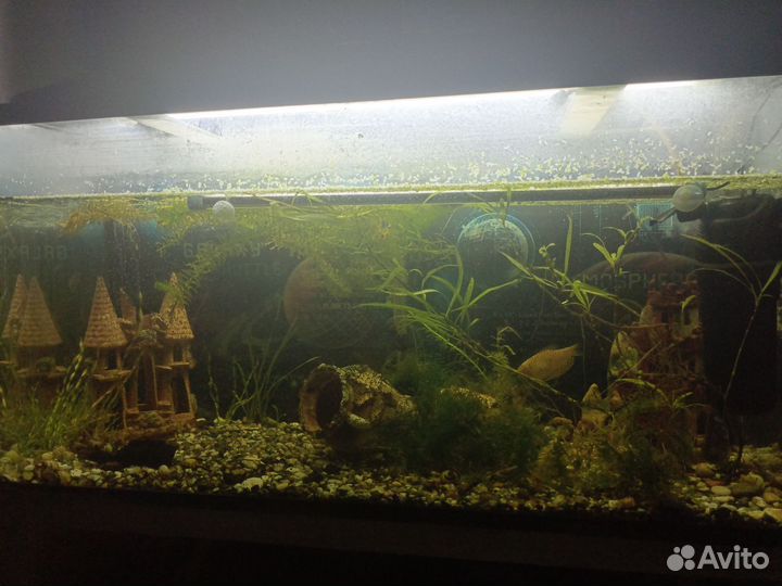 Аквариум