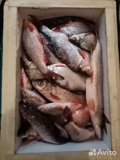 Рыба свежая плотва подлещик окунь Сопа синец и др