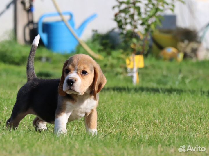 Бигль щенки