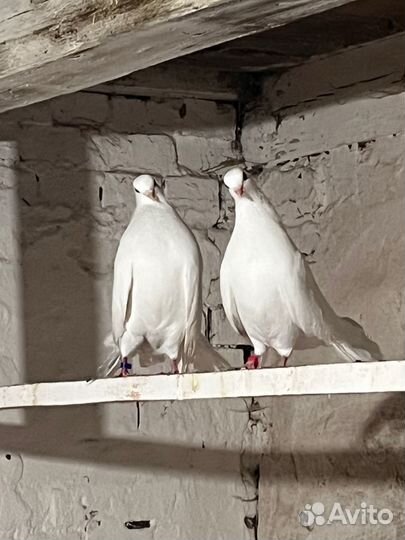 Голуби
