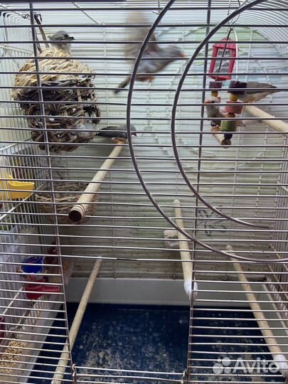 Зебровые амадины