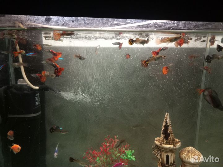 Аквариумные рыбки Гуппи (Красная кобра)