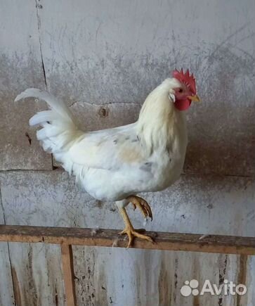 Петушки молодые