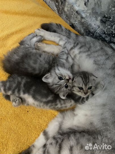 Шотландские котята