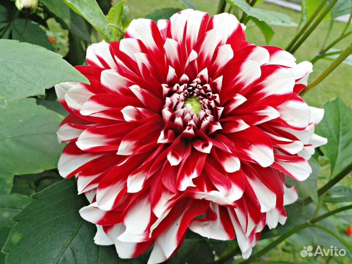 Георгины клубни