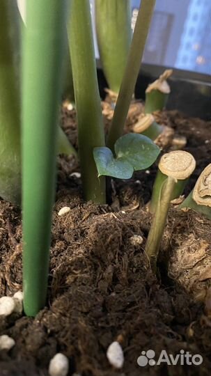 Замиокулькас