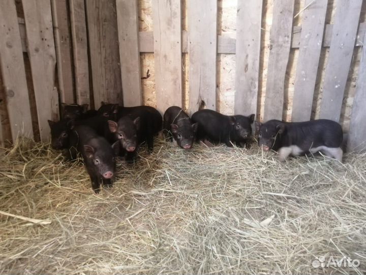 Вьетнамск вислобрюхий поросенок