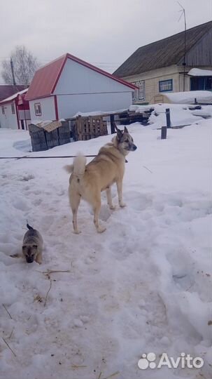 Щенки -Лайки