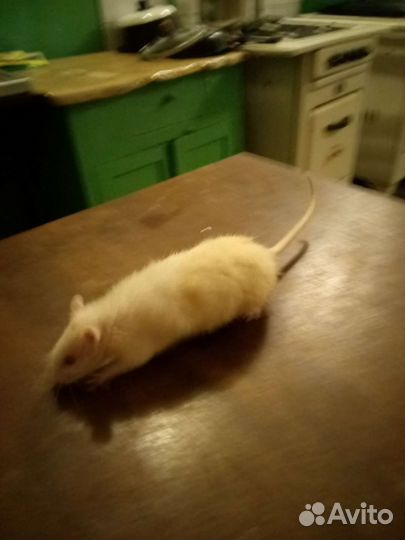 Крыса молодой самец