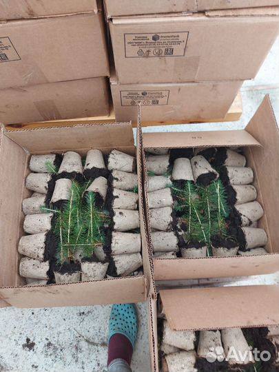 Саженцы ели европейской зкс