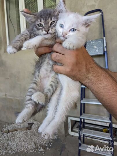 Котята в добрые руки бесплатно