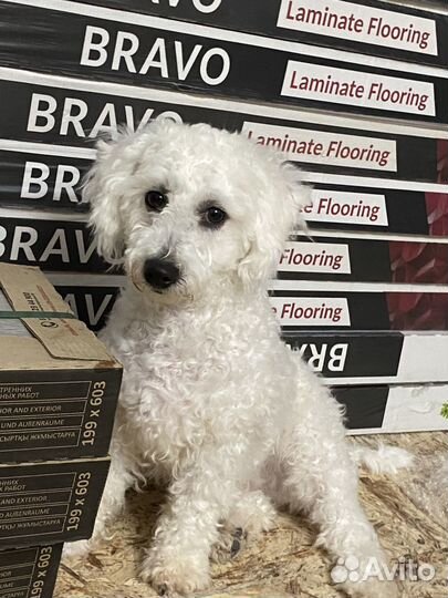 Продам собаку бишон-фризе, привитый, чипированный