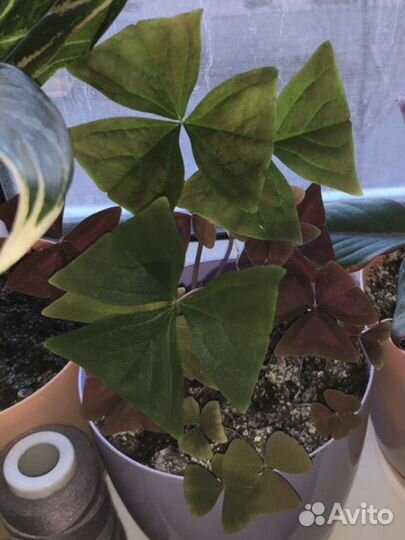 Диффенбахия