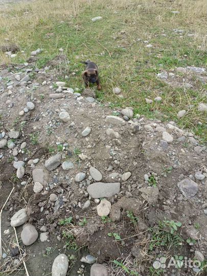 Собака в добрые руки щенок