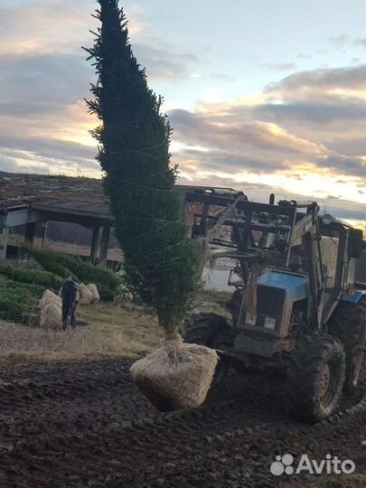 Ель обыкновенная, крупномер