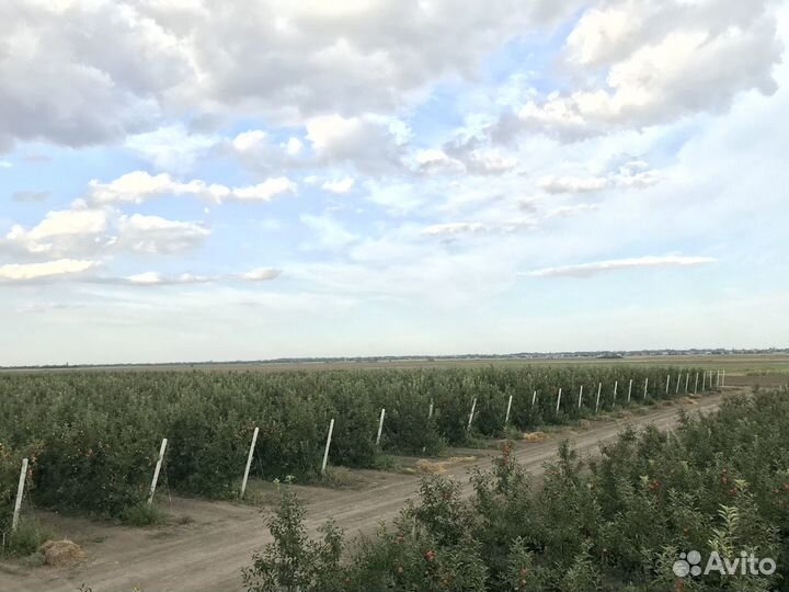 Новый плодоносящий яблоневый сад в Крыму