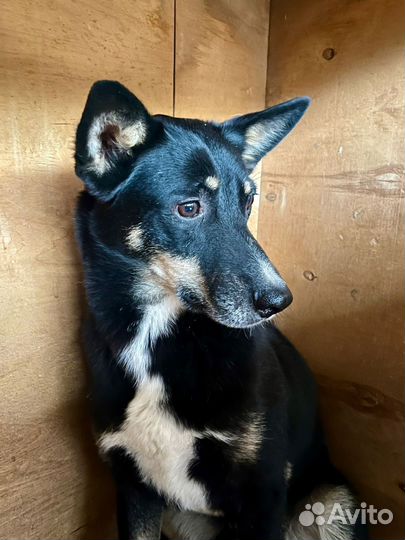 Собака, ищет дом