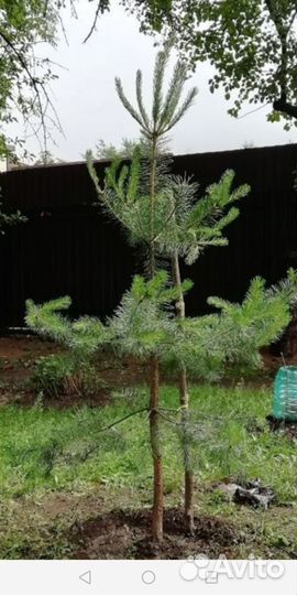 Сосна. Саженцы