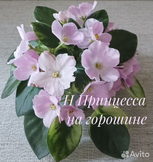 Фиалки сортовые