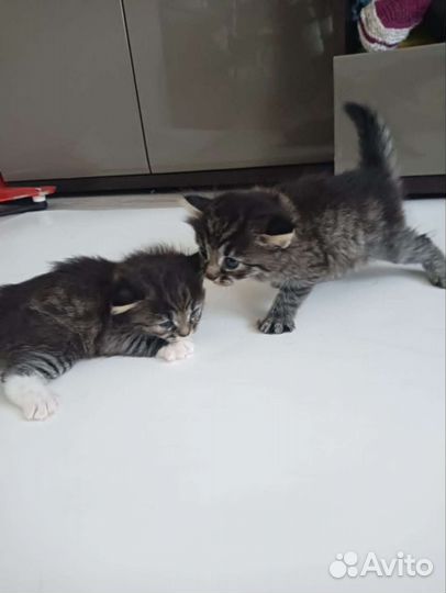 Котята бесплатно