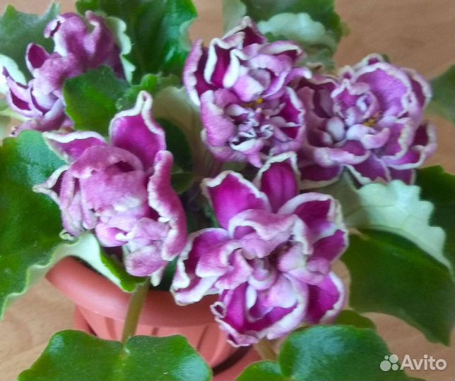 Фиалки листья