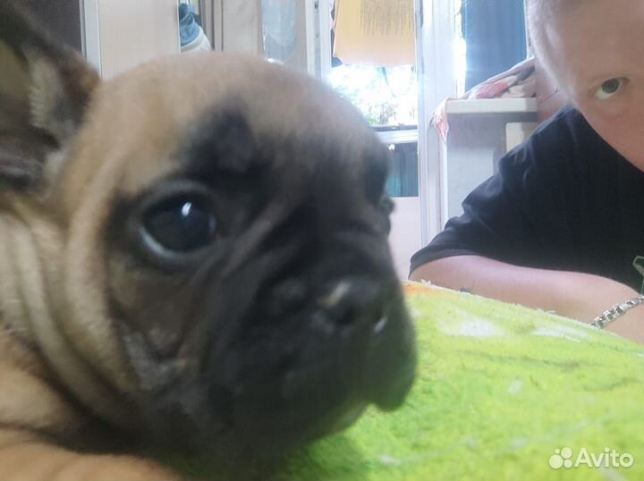 Французский бульдог щенки