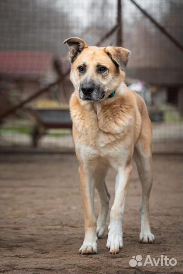 Собака в добрые руки