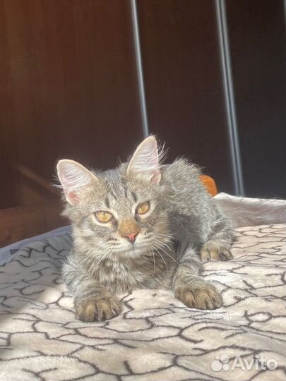 Кот подросток